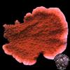 Red Candy Cap Coral
