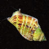 Fighting Conch
