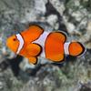 Ocellaris Clownfish x2