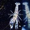 Tiger Snapping Shrimp x1