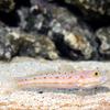 Diamond Watchman Goby x1