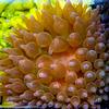 Rose Bubble Tip Anemone x1